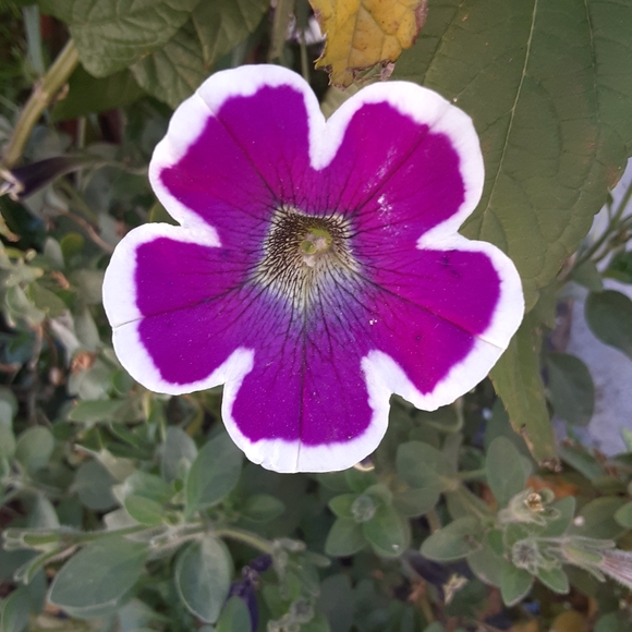 ๐๐ ๐ ๐๐ฟ๐๐ถ - Picture 6 of 7